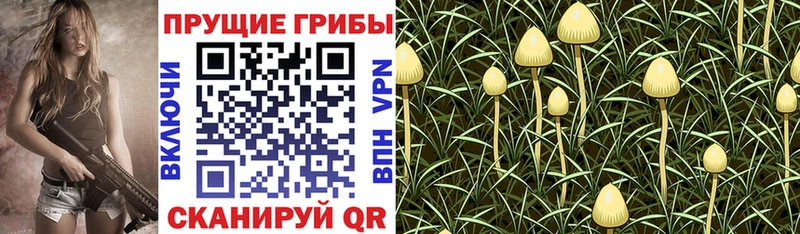 Псилоцибиновые грибы Cubensis  где найти   Подпорожье 